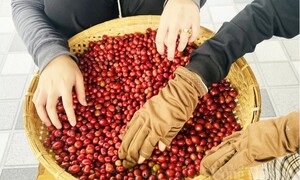 Giá cà phê Arabica giảm hơn 3% về mức 7.105 USD/tấn
