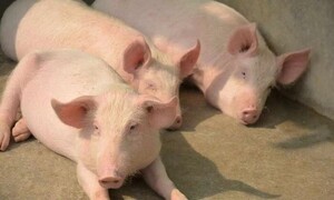 Giá heo hơi hôm nay 19/6/2025: Cao nhất 73.000 đồng/kg