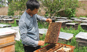 Mật ong Vân Hồ và câu chuyện xây dựng thương hiệu sản phẩm từ “tâm”