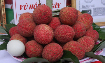 Vải trứng Hưng Yên: Nâng tầm đặc sản nhờ ứng dụng Khoa học - công nghệ