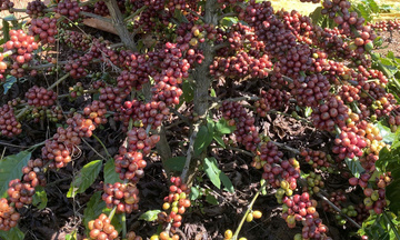 Giá cà phê Robusta giảm 0,1% về mức 3.887 USD/tấn