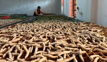 Nuôi tằm trong phòng lạnh giúp nông dân Hà Tĩnh tăng sản lượng gấp 3 lần