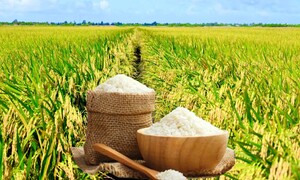 Giá lúa gạo hôm nay ngày 21/6: Lúa tươi tăng, gạo bình ổn
