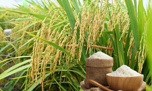 Giá lúa gạo hôm nay ngày 22/6 và tuần qua đều tăng