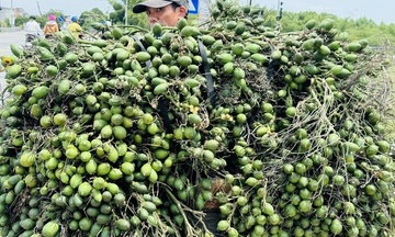 Nhập khẩu cau, dừa tăng vọt giữa vùng nguyên liệu dồi dào