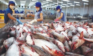 Hoa Kỳ kết luận thuế chống bán phá giá cá tra - basa phi lê đông lạnh Việt Nam