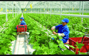 Tổ chức sản xuất nông thôn mới thúc đẩy kinh tế bền vững