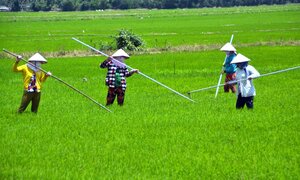 Mỗi công lúa đầu tư 2 triệu, bán giá 6.000 đồng/kg: Nông dân Bạc Liêu gặp khó