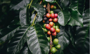 Giá cà phê Arabica giảm hơn 4,6% xuống mức 6.864 USD/tấn