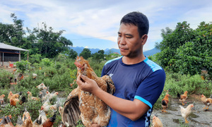 Gà Tiên Yên: ‘Chìa khóa vàng’ phát triển kinh tế vùng đồng bào dân tộc Quảng Ninh