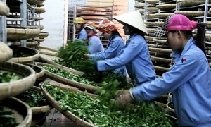 Phát triển chuỗi giá trị nông sản an toàn trong nông thôn mới