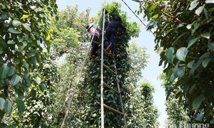 Giá tiêu hôm nay 27/6/2025: trong nước thị trường phục hồi, tăng cao