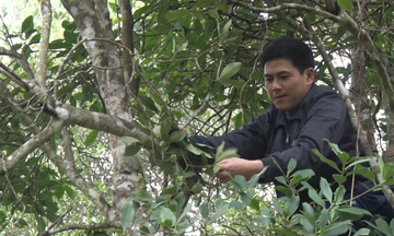 Người phụ nữ “nâng hương hồi” cho vùng cao Lạng Sơn