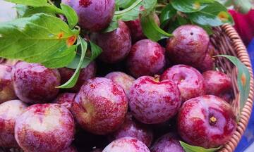 Mận Tả Van vùng cao nguyên Bắc Hà: Cây giảm nghèo cho đồng bào dân tộc thiểu số