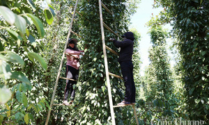 Giá tiêu hôm nay 29/6/2025: trong nước tiếp đà tăng cao