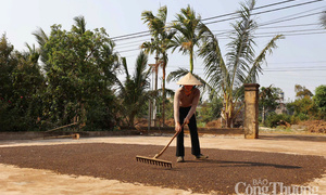 Dự báo giá tiêu trong nước ngày mai 29/6/2025, trong nước đi ngang, neo mức cao