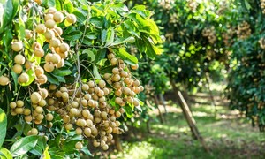 Nông sản Sơn La hướng tới sản xuất theo đơn đặt hàng