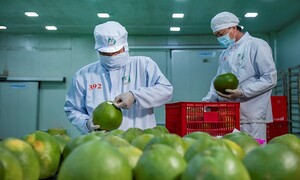 Chanh, bưởi, sầu riêng Việt tăng trưởng mạnh tại Canada nhờ CPTPP