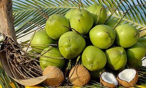 Giá tăng mạnh, dừa trở thành 'ngôi sao' xuất khẩu mới của rau quả Việt Nam