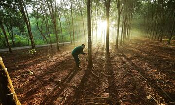 Hướng dẫn sử dụng công cụ số để tuân thủ Quy định EUDR