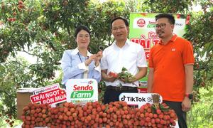 Lần đầu tiên vải thiều Lục Ngạn có mặt tại hệ thống siêu thị lớn nhất nước Mỹ