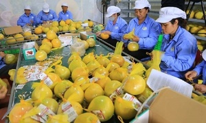 Tăng nhận diện thương hiệu nông sản Việt Nam trên thị trường quốc tế