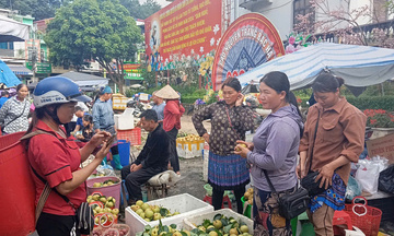 Lào Cai: Các xã khu vực Bắc Hà vào vụ thu hoạch lê VH6