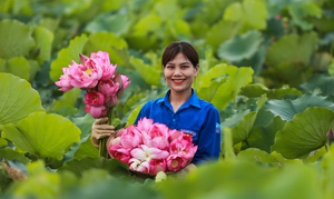 Mô hình trồng sen nâng cao thu nhập cho người dân Hà Tĩnh