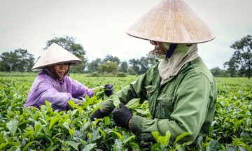 Phú Thọ: Giúp người dân thoát nghèo bằng ‘gieo mầm’ sinh kế bền vững