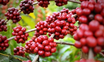 Xuất khẩu cà phê lập kỷ lục mới, vượt mốc cả năm chỉ sau 6 tháng