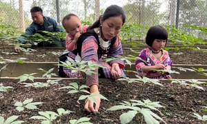 Sơn La “kiến tạo” thương hiệu: Từ nông sản bản địa đến sâm Ngọc Linh quốc bảo
