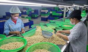 Tin Công Thương 7/7: Xuất khẩu điều đạt gần 2,4 tỷ USD trong 6 tháng