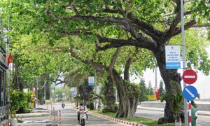 Đặc khu đảo duy nhất của TP. Hồ Chí Minh có gì đặc biệt?