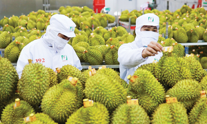 Sầu riêng Việt Nam: Từ 'ngôi sao' xuất khẩu đến bài toán tái cấu trúc bền vững
