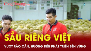 Sầu riêng Việt: Vượt rào cản, hướng đến xuất khẩu bền vững
