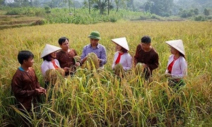 Nếp Gà Gáy giúp đồng bào Mường thoát nghèo bền vững