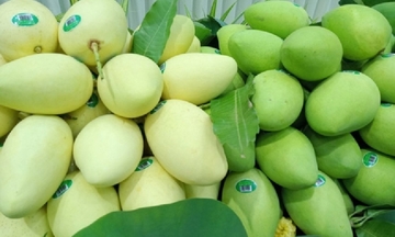 Xuất khẩu xoài khởi sắc, giữ vững vị thế nông sản chủ lực