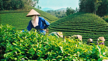 Xuất khẩu chè Việt Nam kỳ vọng phục hồi trong nửa cuối năm 2025