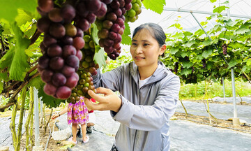 Tuyên Quang nhân rộng mô hình giảm nghèo từ nho Hạ Đen