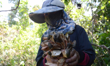 Ươi bay đỏ rừng, bà con Quảng Ngãi, Đà Nẵng vào vụ 