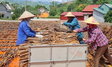 Nhà máy giữa đại ngàn: Nâng tầm gia vị vùng cao bằng chế biến sâu
