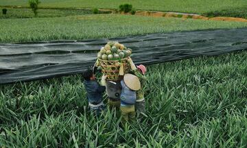 Dứa được mùa, nông dân Thanh Hóa, Nghệ An phấn khởi