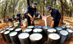 Tin Công Thương 14/7: Cơ hội cho doanh nghiệp ngành cao su vào châu Âu