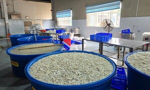 Thanh Hóa: Phát hiện 13 tấn chân gà đông lạnh, ngâm hóa chất H2O2