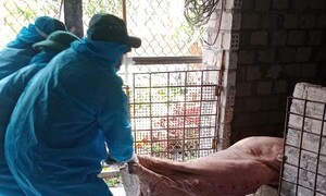 Có tình trạng dấu dịch, vứt xác bừa bãi lợn bị bệnh dịch tả lợn châu Phi