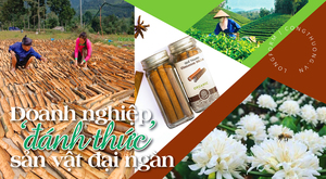 Longform | Doanh nghiệp ‘đánh thức’ sản vật đại ngàn