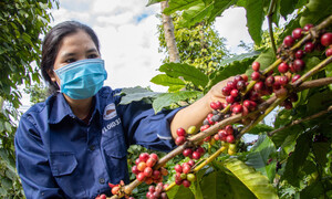 Mở đường cho cà phê Việt vào Bắc Âu: Phát triển bền vững là 'tấm vé thông hành'