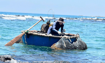 Ngư dân Quảng Ngãi săn 'nhân sâm biển', kiếm tiền triệu mỗi ngày