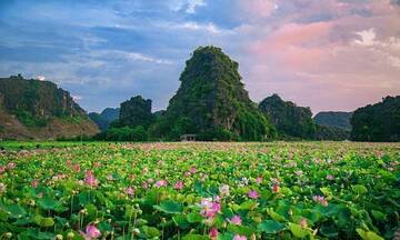 Sen Ninh Bình trên hành trình thành thương hiệu nông sản chủ lực