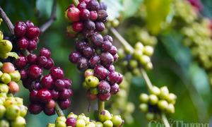 Giá cà phê Robusta giảm hơn 3,1% về mức 3.408 USD/tấn